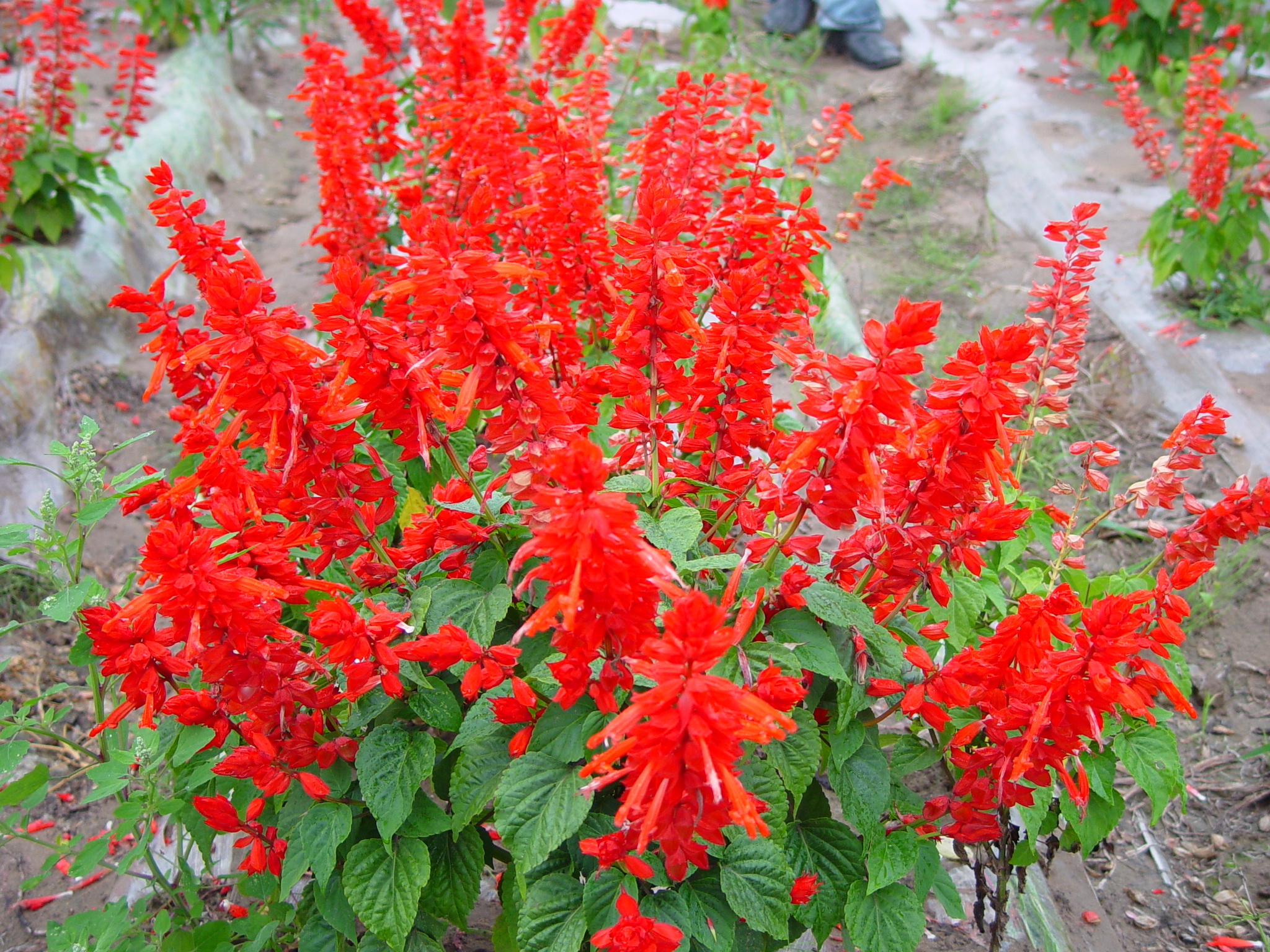 Salvia splenden